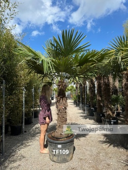 Trachycarpus-fortunei-szorstkowiec-fortunego-pień-120cm-twojapalma
