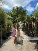 Palma Trachycarpus Fortunei - Szorstkowiec Fortunego pień: 120cm