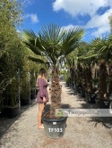 Palma Trachycarpus Fortunei - Szorstkowiec Fortunego pień: 120cm