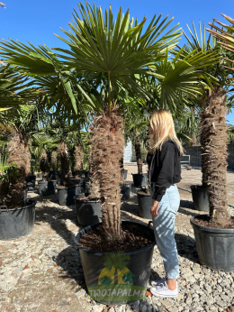 Trachycarpus-fortunei-szorstkowiec-fortunego-pień-130cm-twojapalma