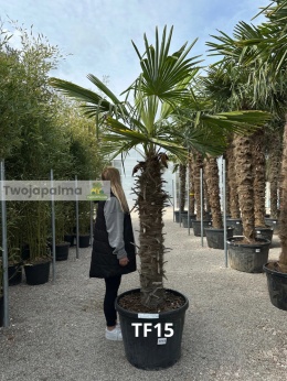 Palma Trachycarpus Fortunei - Szorstkowiec Fortunego pień: 130cm, wys. całkowita z donicą: 260cm