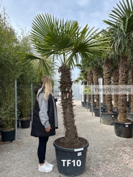 Palma Trachycarpus Fortunei - Fortunova palma kmen: 140 cm, celková výška s květináčem: 270 cm