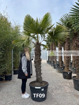 Palma Trachycarpus Fortunei - Szorstkowiec Fortunego pień: 140cm, wys. całkowita z donicą: 270cm