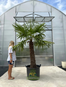 Trachycarpus-fortunei-szorstkowiec-fortunego-pień-140cm-twojapalma