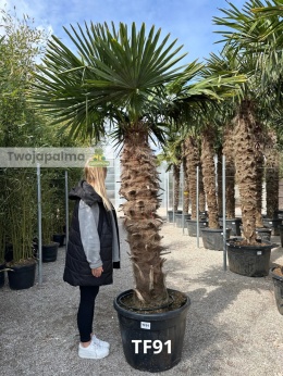 Palma Trachycarpus Fortunei - Szorstkowiec Fortunego pień: 140cm