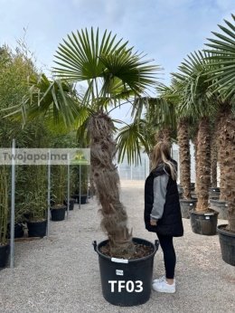 Palma Trachycarpus Fortunei - Szorstkowiec Fortunego pień: 150cm, wys. całkowita z donicą: 280cm