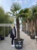 Palma Trachycarpus Fortunei - Szorstkowiec Fortunego pień: 150cm, wys. całkowita z donicą: 280cm