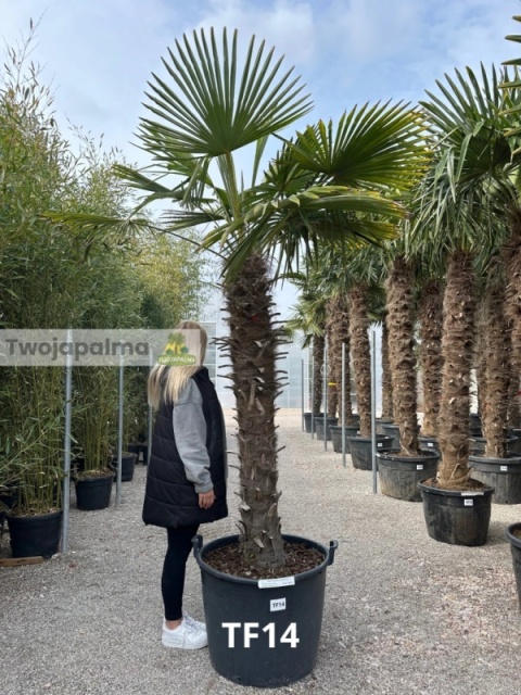 Palma Trachycarpus Fortunei - Szorstkowiec Fortunego pień: 150cm, wys. całkowita z donicą: 280cm Palma Trachycarpus Fortunei - Szorstkowiec Fortunego pień: 150cm, wys. całkowita z donicą: 280cm