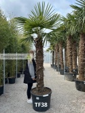 Palma Trachycarpus Fortunei - Szorstkowiec Fortunego pień: 150cm, wys. całkowita z donicą: 280cm