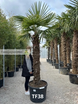 Palma Trachycarpus Fortunei - Fortunova palma kmen: 150 cm, celková výška s květináčem: 280 cm
