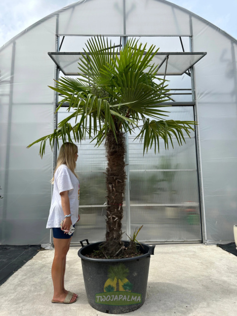 Trachycarpus-fortunei-szorstkowiec-fortunego-pień-150cm-twojapalma