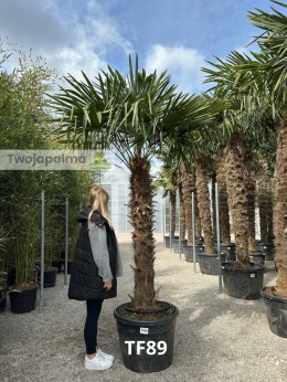 Palma Trachycarpus Fortunei - Szorstkowiec Fortunego pień: 150cm