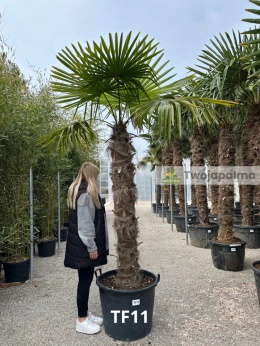 Palma Trachycarpus Fortunei - Fortunova palma kmen: 160 cm, celková výška s květináčem: 290 cm
