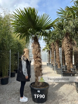 Palma Trachycarpus Fortunei - Szorstkowiec Fortunego pień: 160cm