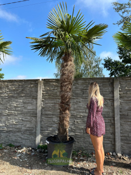 Palma Trachycarpus Fortunei - Szorstkowiec Fortunego pień: 170cm