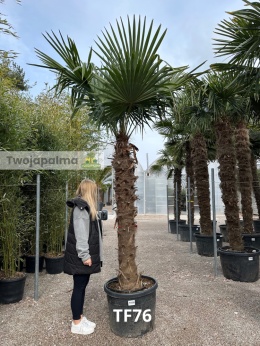 Palma Trachycarpus Fortunei - Szorstkowiec Fortunego pień: 170cm