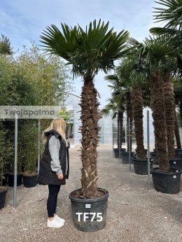 Palma Trachycarpus Fortunei - Szorstkowiec Fortunego pień: 190cm