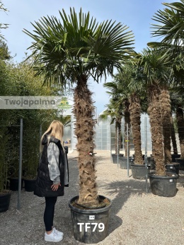 Palma Trachycarpus Fortunei - Szorstkowiec Fortunego pień: 190cm