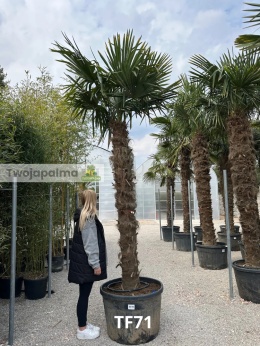 Palma Trachycarpus Fortunei - Szorstkowiec Fortunego pień: 200cm