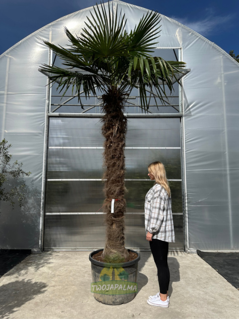 Trachycarpus-fortunei-szorstkowiec-fortunego-pień-220cm-twojapalma