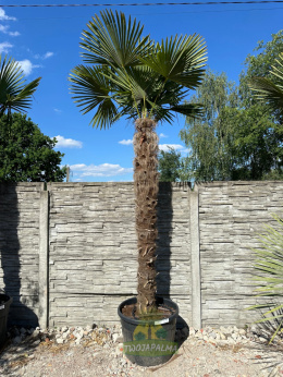 Trachycarpus-fortunei-szorstkowiec-fortunego-pień-230cm-twojapalma