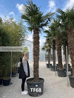 Palma Trachycarpus Fortunei - Szorstkowiec Fortunego pień: 230cm