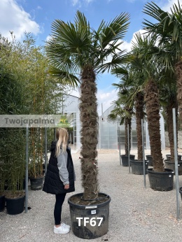 Palma Trachycarpus Fortunei - Szorstkowiec Fortunego pień: 230cm