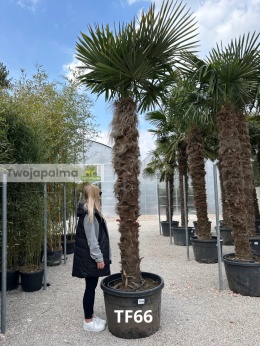 Palma Trachycarpus Fortunei - Szorstkowiec Fortunego pień: 230cm