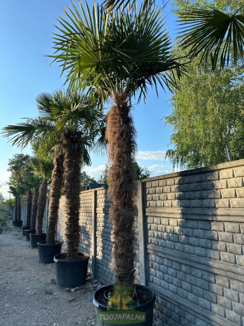 Trachycarpus-fortunei-szorstkowiec-fortunego-pień-240cm-twojapalma