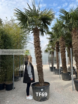 Palma Trachycarpus Fortunei - Szorstkowiec Fortunego pień: 240cm