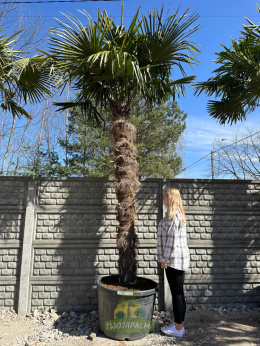 Trachycarpus-fortunei-szorstkowiec-fortunego-pień-250cm-twojapalma