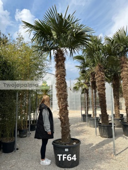 Palma Trachycarpus Fortunei - Szorstkowiec Fortunego pień: 250cm