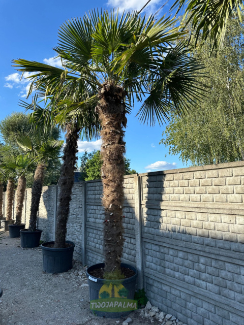 Trachycarpus-fortunei-szorstkowiec-fortunego-pień-270cm-twojapalma