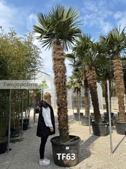 Palma Trachycarpus Fortunei - Szorstkowiec Fortunego pień: 270cm
