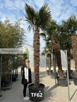 Palma Trachycarpus Fortunei - Szorstkowiec Fortunego pień: 270cm