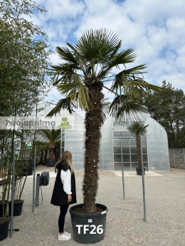 Palma Trachycarpus Fortunei - Szorstkowiec Fortunego pień: 270cm