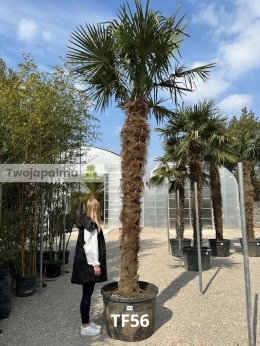 Trachycarpus-fortunei-szorstkowiec-fortunego-pień-280cm-twojapalma