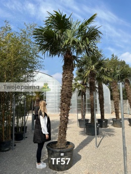 Palma Trachycarpus Fortunei - Szorstkowiec Fortunego pień: 280cm