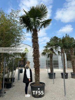 Palma Trachycarpus Fortunei - Szorstkowiec Fortunego pień: 290cm
