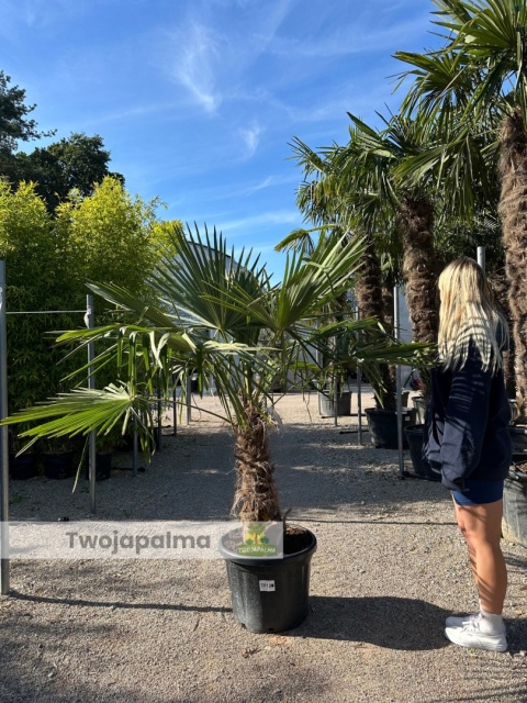 Palma Trachycarpus Fortunei - Szorstkowiec Fortunego pień: 60cm