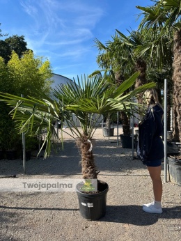 Palma Trachycarpus Fortunei - Szorstkowiec Fortunego pień: 70cm
