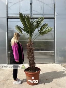 Palma Trachycarpus Wagnerianus - Szorstkowiec Wagnera pień: 100cm