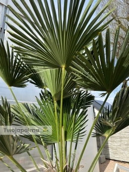 Palma Trachycarpus Wagnerianus - Szorstkowiec Wagnera pień: 110cm