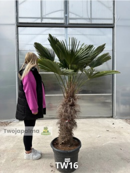 Palma Trachycarpus Wagnerianus - Szorstkowiec Wagnera pień: 80cm