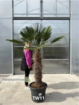Palma Trachycarpus Wagnerianus - Szorstkowiec Wagnera pień: 90cm