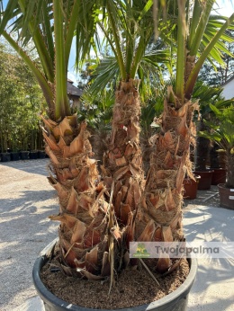Palma Washingtonia robusta 3 pnie - wysokość całkowita: ok. 300cm