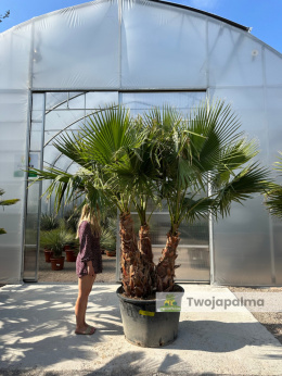 Palma Washingtonia robusta 3 pnie - wysokość całkowita: ok. 300cm