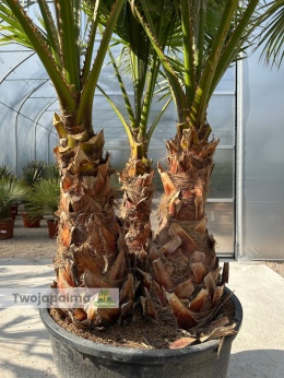 Palma Washingtonia robusta 3 pnie - wysokość całkowita: 300cm