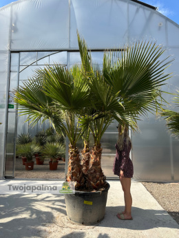 Palma Washingtonia robusta 3 pnie - wysokość całkowita: 300cm