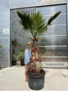washingtonia robusta 120/140 cm trunk
